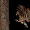 Vyrecek maly - Otus scops - European Scops-Owl 7822